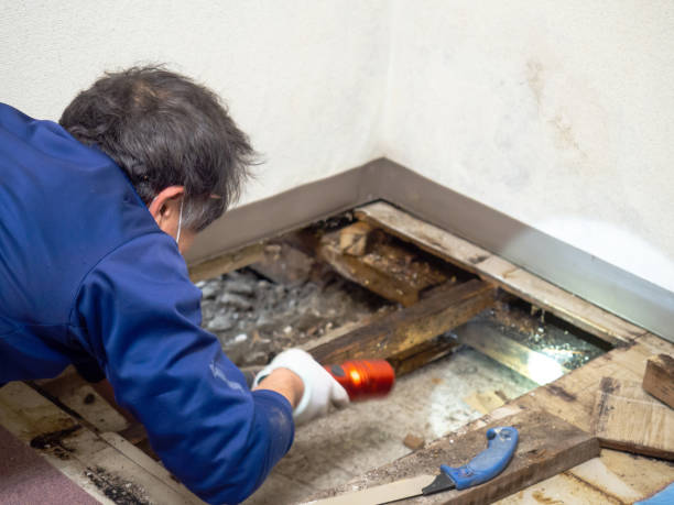 Best Crawl Space Mold Removal  in Le Roy, IL
