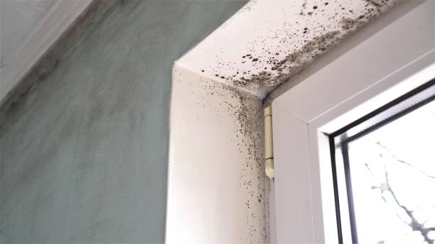 Best Professional Mold Removal  in Le Roy, IL