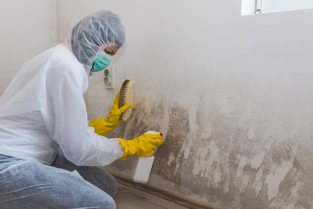 Best Certified Mold Removal  in Le Roy, IL