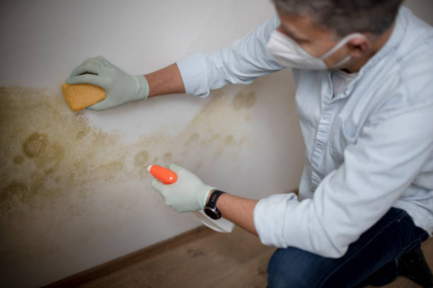Best Mold Remediation  in Le Roy, IL