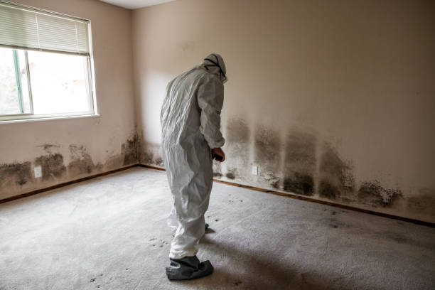 Best Toxic Mold Removal  in Le Roy, IL